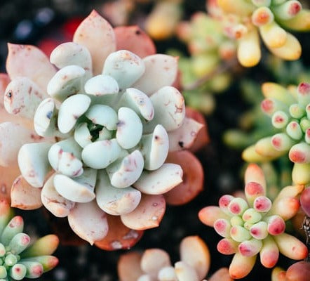 Consultation and Skin Analysis